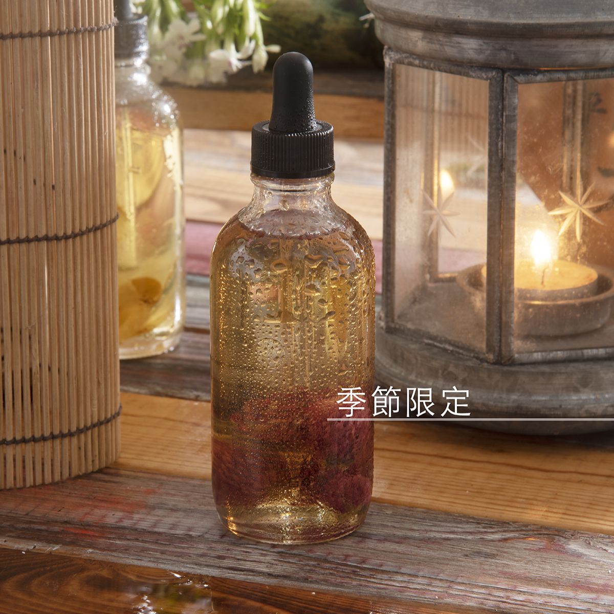 梅香菊