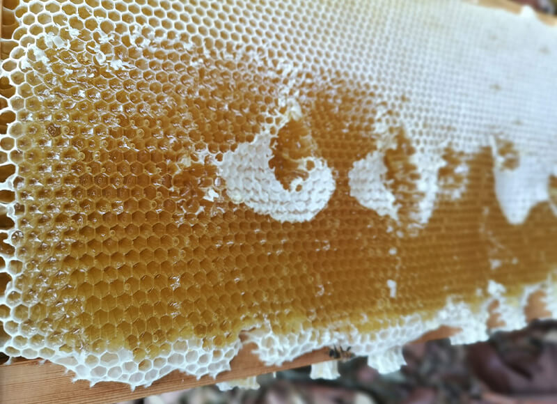 深紫蒲姜蜜