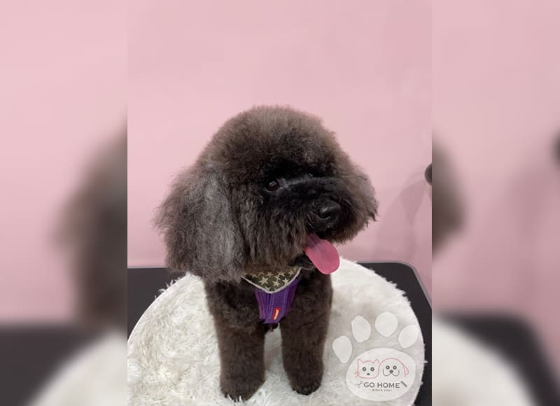 寵物美容&SPA