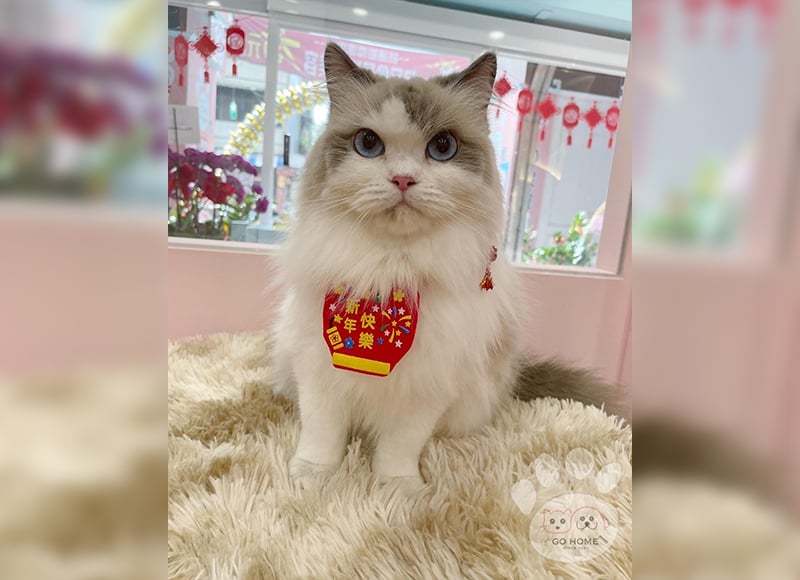 寵物美容&SPA