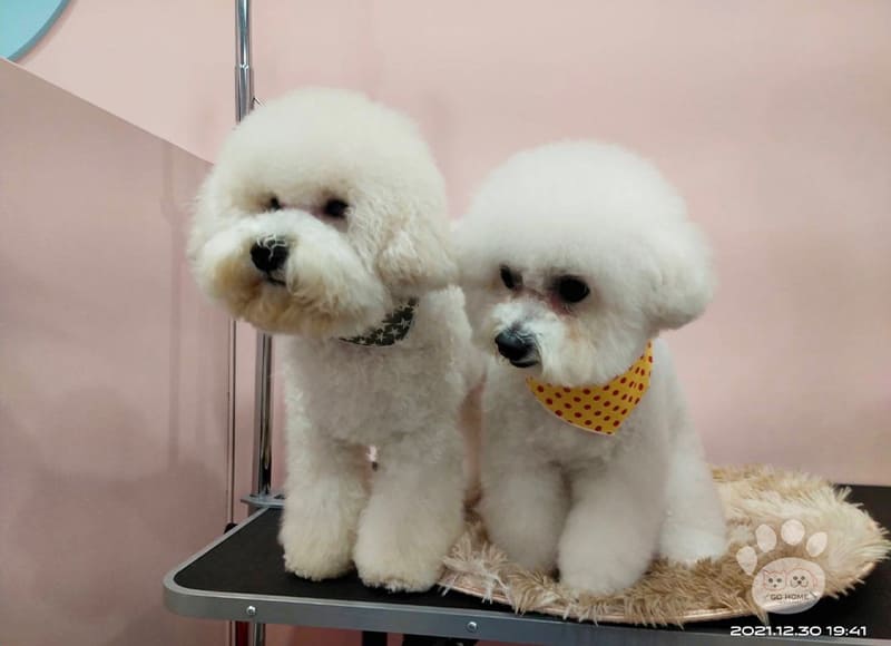 寵物美容&SPA