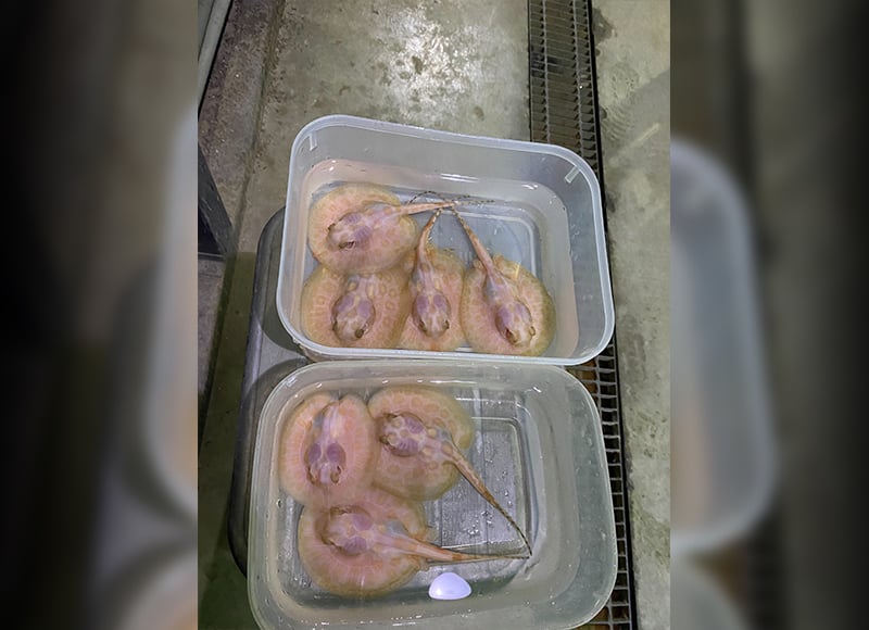 品種介紹
