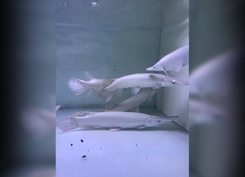 品種介紹