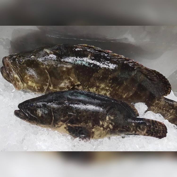 龍虎石斑魚