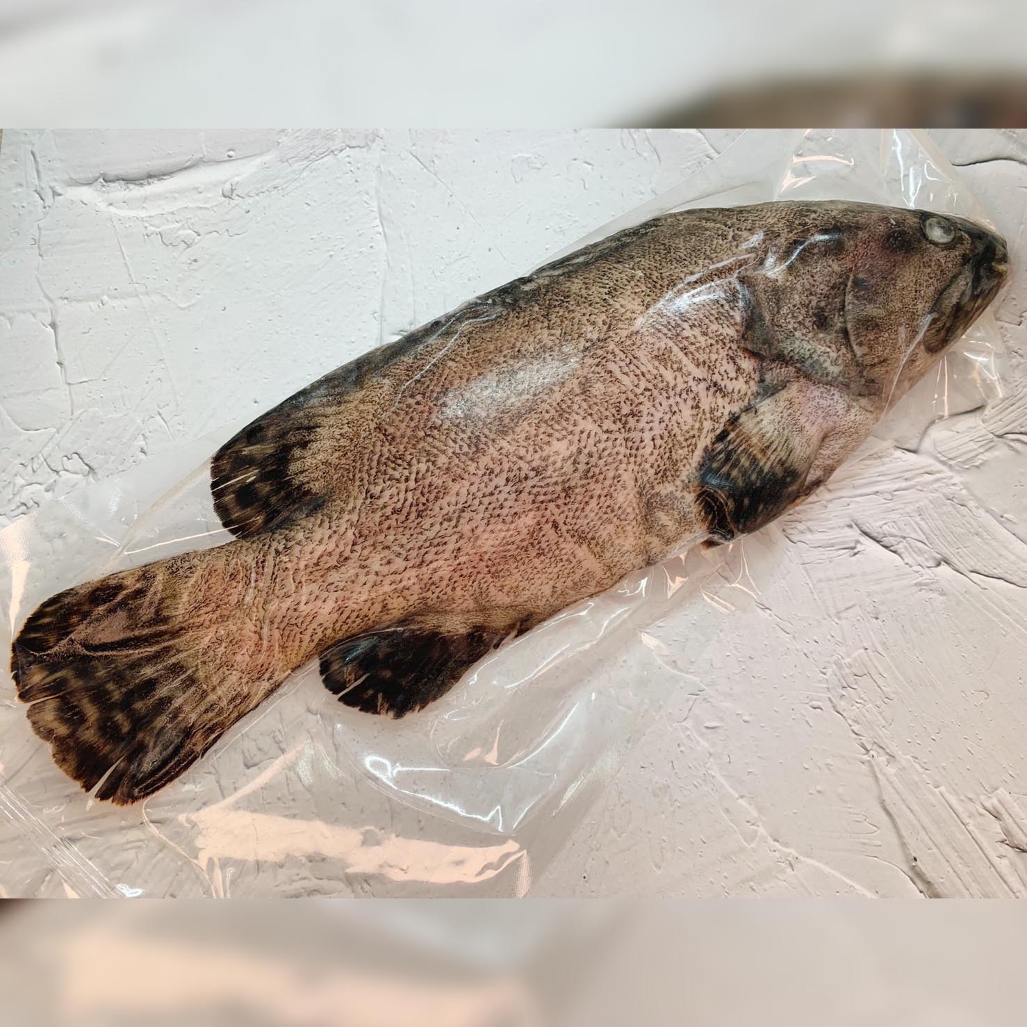 龍虎石斑魚